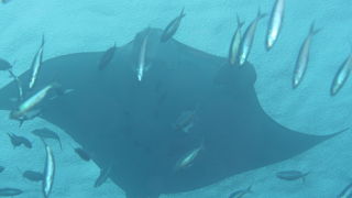 マンタのポイント