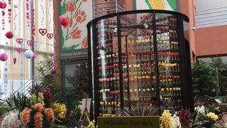 １年中チューリップが咲いてる