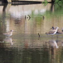 珍鳥アシナガシギ（左）と、コアオアシシギ（右） 