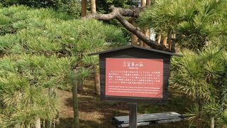 堂々とした樹齢300年以上の松