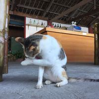 住み着いている猫