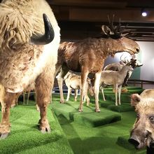 展示されている剥製