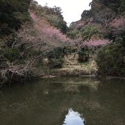 元朝桜まつり