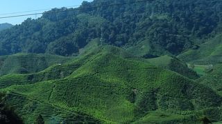 斜面いっぱいの茶畑