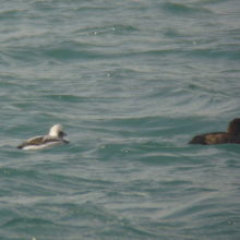 コオリガモ♂と、スズガモ♀