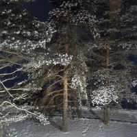 部屋からの景色は木