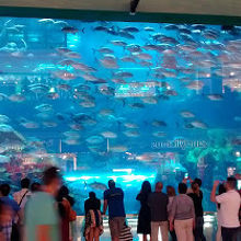 巨大水槽は水族館の入り口にあり 無料で見られ 見る価値おおありです By Bobby Brazil ドバイ水族館 水中動物園のクチコミ フォートラベル