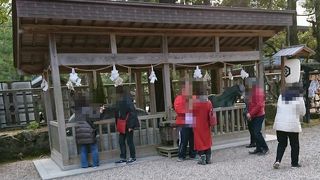 神馬と神牛が並んで