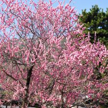 中ノ島の桜