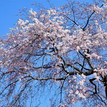 保津川側の料亭の桜