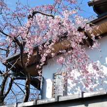 民家の桜