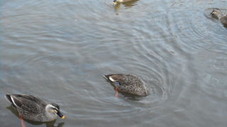 ポンプで干満を再現