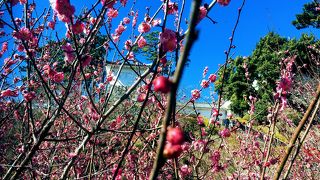 この時期は梅見