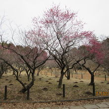 赤・白・ピンクの梅が開花。 
