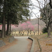 公園内の梅林