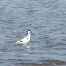 珍鳥ソリハシセイタカシギ