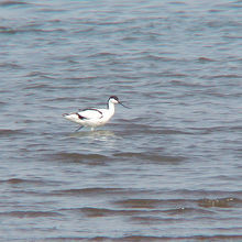 珍鳥ソリハシセイタカシギ
