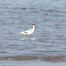 珍鳥ソリハシセイタカシギ