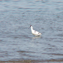 珍鳥ソリハシセイタカシギ