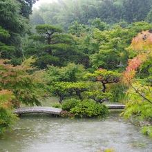 池がすごいことになっています