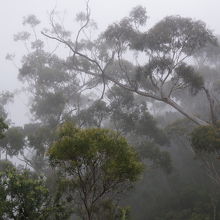 霧の中のユーカリの木
