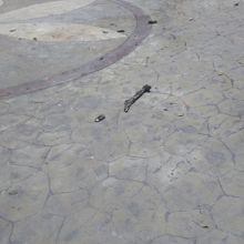 これが落ちてきた木です