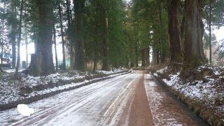 太い幹の杉並木が圧巻