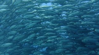 ギンガメアジを見に