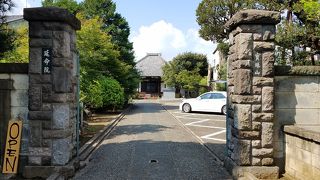 樹齢600年のシイの木