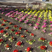 フラワープラザにある花壇の花