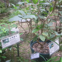 栽培されている薬草の一例