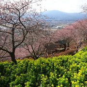 クルマで行くならば平日がお薦め（まつだ桜まつり）