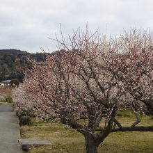 会場内は白梅の木が多く見られる