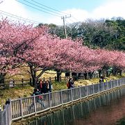 河津桜が綺麗な公園