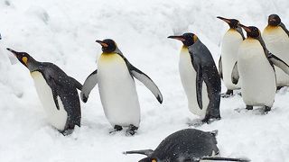 生き生きしたペンギンの姿