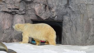 シロクマは人気NO,１