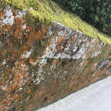 塀のコケ