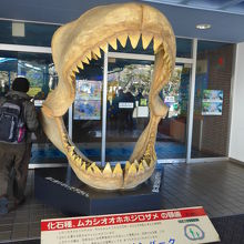 入口には大きなサメの口を展示しています