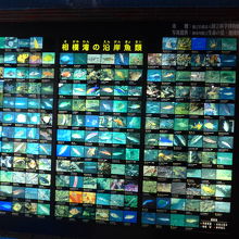 これだけの種類の魚介類が相模湾周辺には居ます