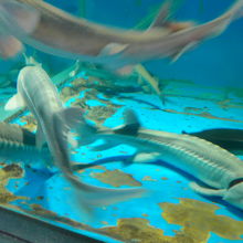 入試て最初の水槽　チョウザメが沢山泳いでいます