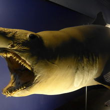 大きなサメの剥製も展示しています