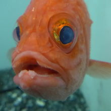 とても愛嬌のあるエビスダイ