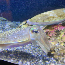 コウイカが悠々と泳いでいました