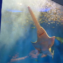 ２階の餌やりショータイム　ノコギリエイが来ると小魚が逃げます