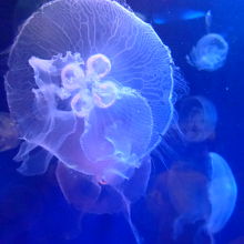 クラゲの水槽は一つです