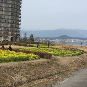 春は菜の花 夏は向日葵