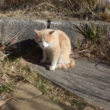 灯台のあるところに居た守り猫