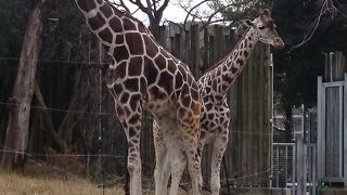 無料のチケットを頂き、再訪しました。