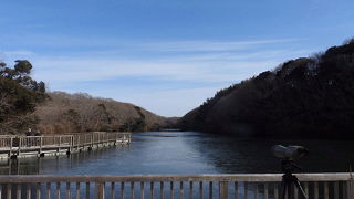 オオタカを見てきました。