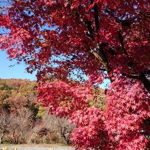 紅葉がきれいです。神社への道中で1枚。